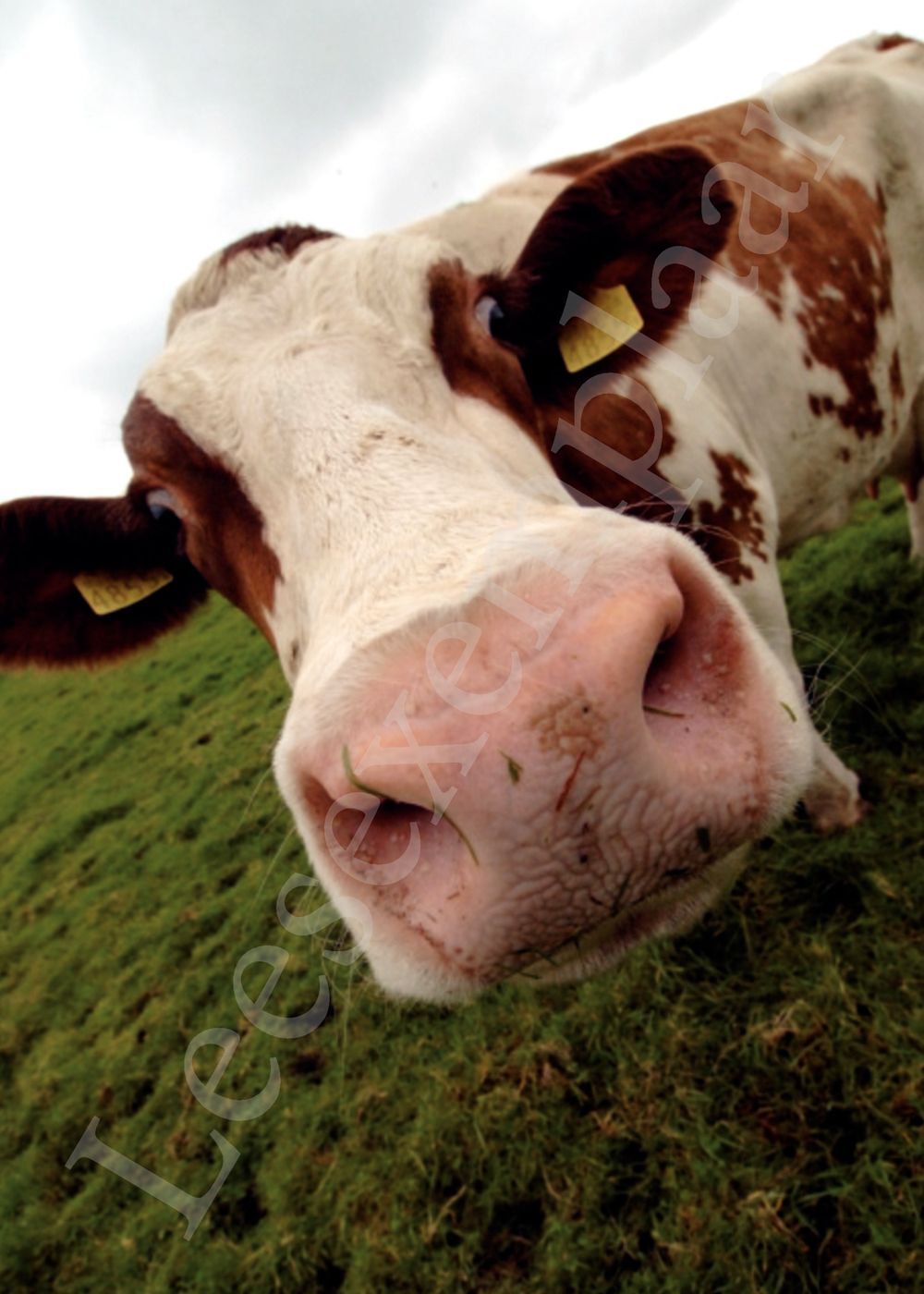 Preview: 500 favoriete kazen