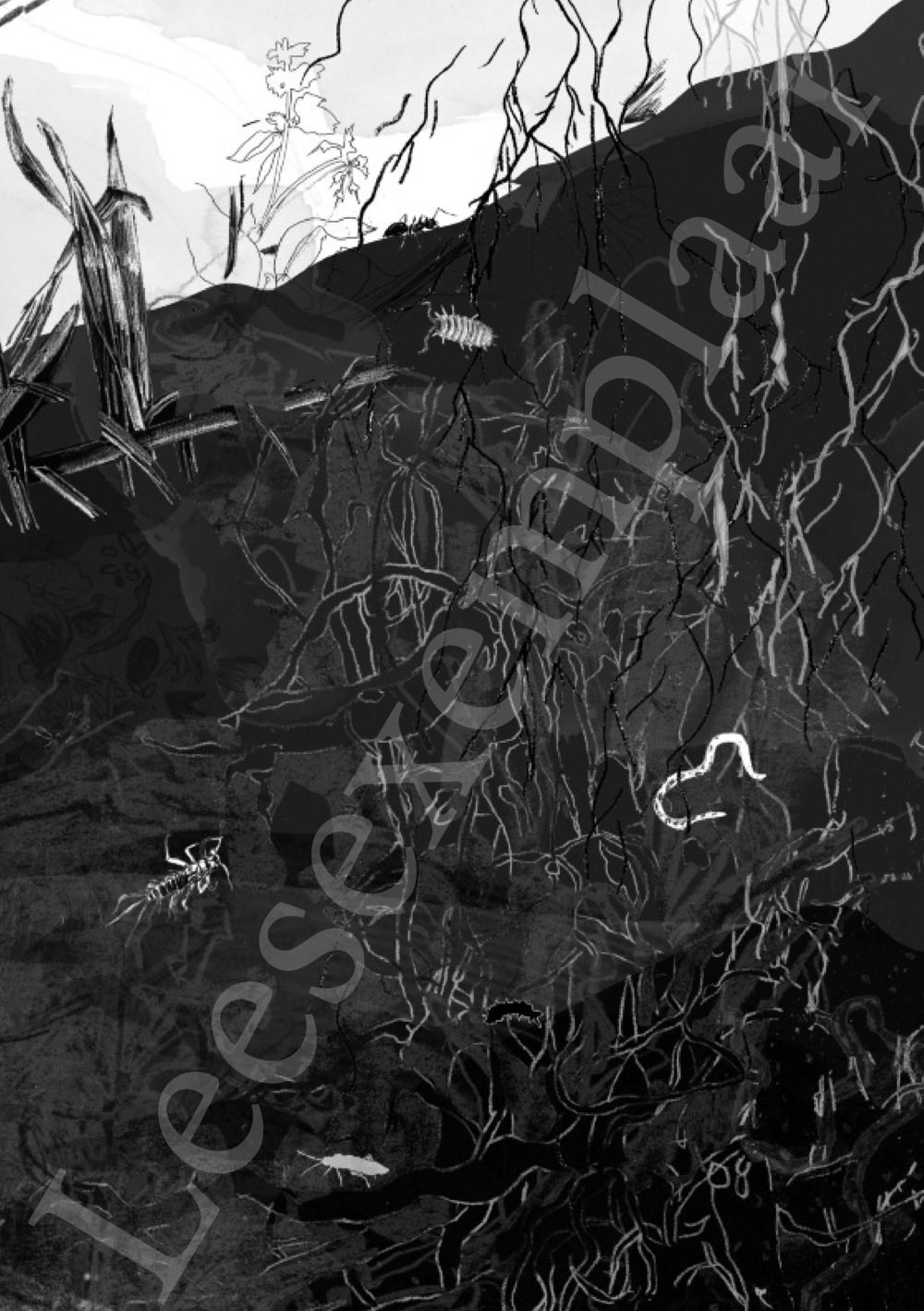 Preview: Tongval van het verdwijnen