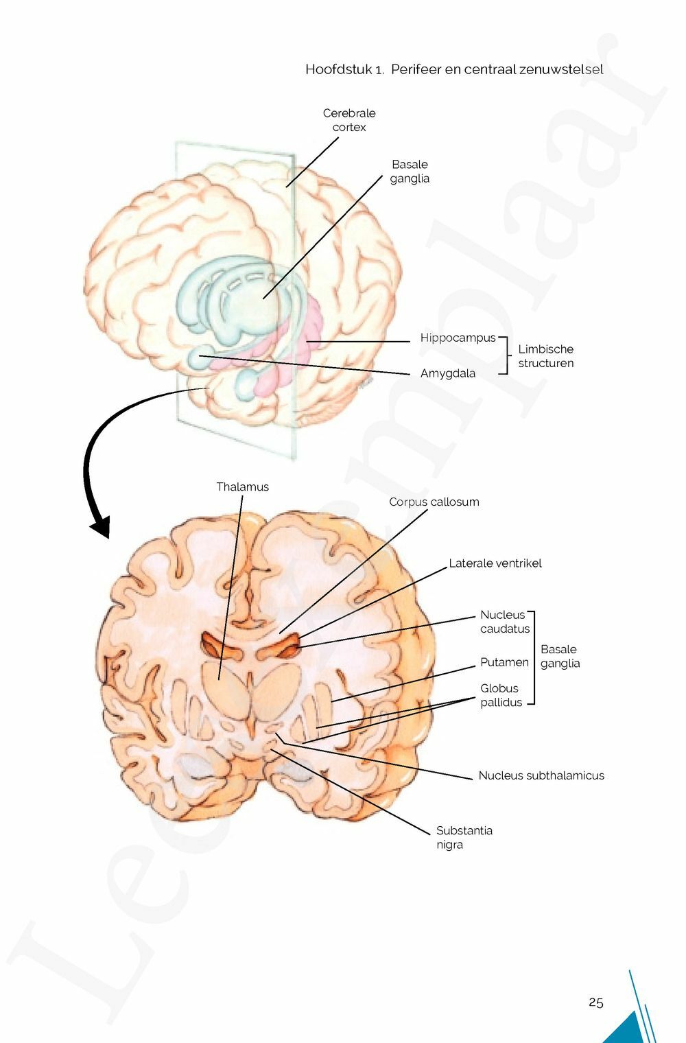 Preview: NEURO