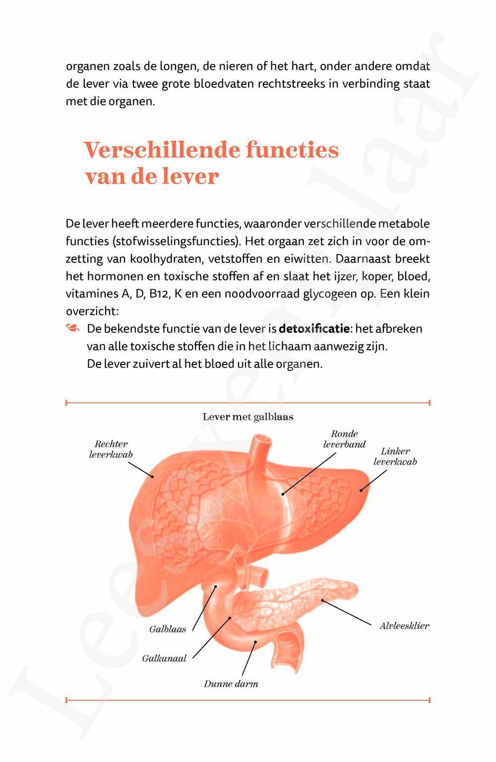 Preview: De lever