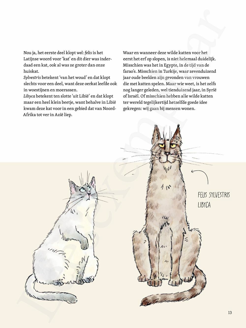 Preview: De Kat