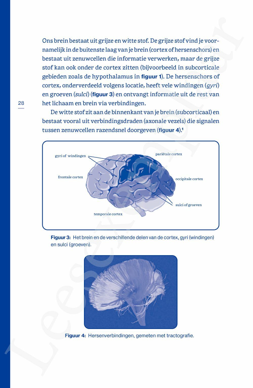 Preview: De moederbreinmythe